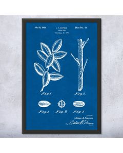 Pecan Tree Patent Framed Print
