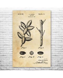 Pecan Tree Poster Patent Print