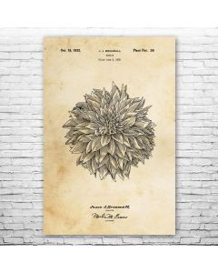 Dahlia Flower Poster Print