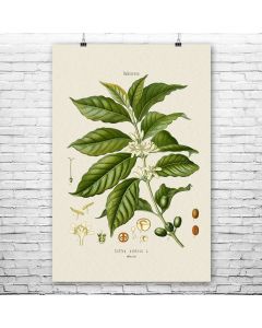 Coffee Botanical Art Print