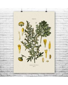 Absinthium Botanical Art Print