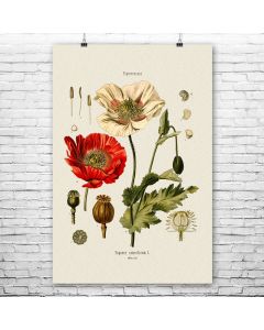 Poppy Flower Botanical Art Print