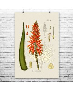 Aloe Vera Botanical Art Print