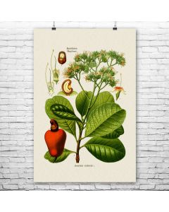 Cashew Botanical Art Print
