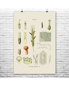 Ergot Fungus Botanical Art Print