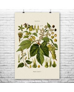 Hops Botanical Art Print