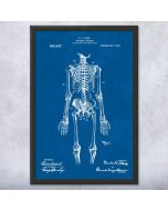 Anatomical Skeleton Patent Framed Print
