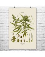 Cannabis Botanical Art Print