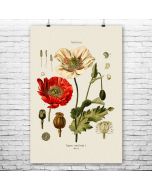 Poppy Flower Botanical Art Print