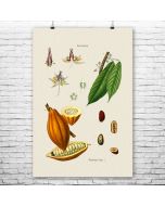 Cocoa Botanical Art Print